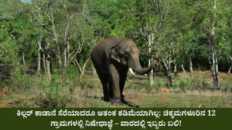 ಚಿಕ್ಕಮಗಳೂರಿನಲ್ಲಿ ಕಾಡಾನೆ ಭೀತಿ: ವಾರದಲ್ಲೇ ಇಬ್ಬರ ಜೀವ ಕಳೆದು ಆಘಾತ