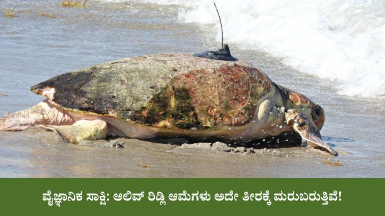 ವೈಜ್ಞಾನಿಕ ಸಾಕ್ಷಿ: ಆಲಿವ್ ರಿಡ್ಲಿ ಆಮೆಗಳು ಅದೇ ತೀರಕ್ಕೆ ಮರುಬರುತ್ತಿವೆ!