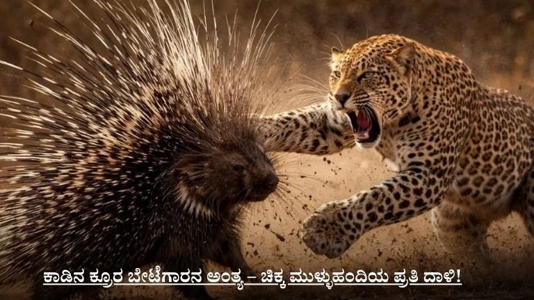 ಕಾಡಿನ ಕ್ರೂರ ಬೇಟೆಗಾರನ ಅಂತ್ಯ – ಚಿಕ್ಕ ಮುಳ್ಳುಹಂದಿಯ ಪ್ರತಿ ದಾಳಿ!